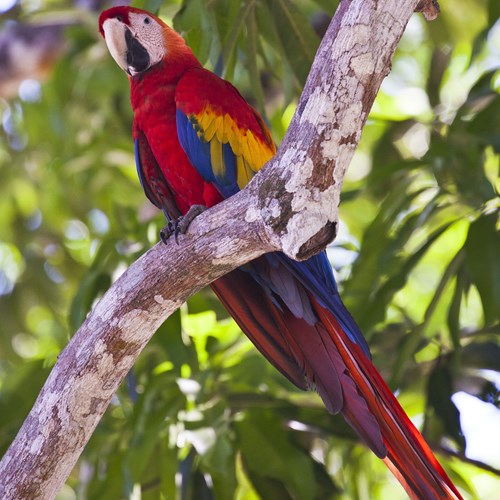 Scarlet macawon RikenMon's Nature.Guide