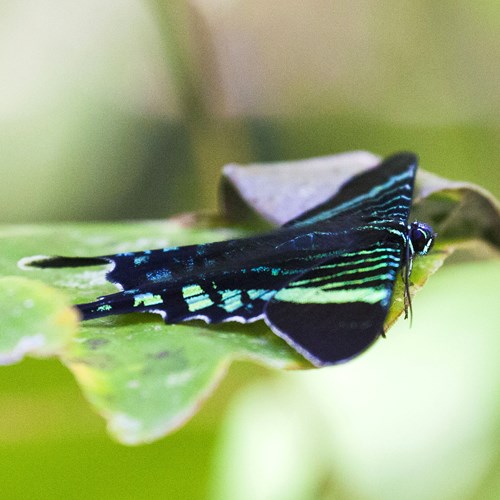 Urania swallowtail mothon RikenMon's Nature.Guide
