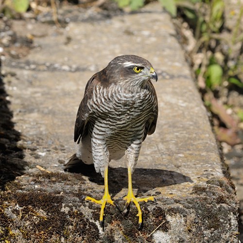 Sparrowhawkon RikenMon's Nature.Guide