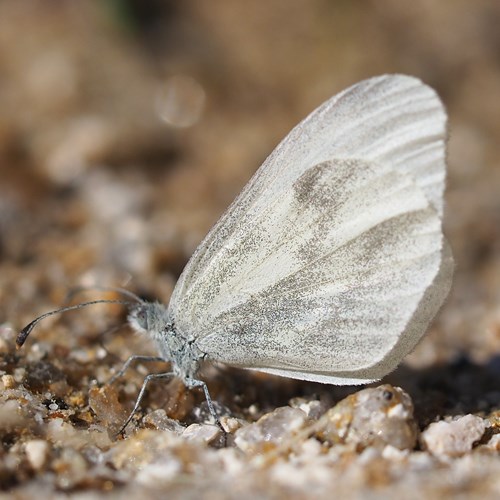 Wood whiteon RikenMon's Nature.Guide