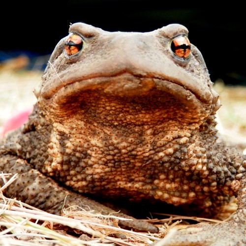 Common toadon RikenMon's Nature.Guide
