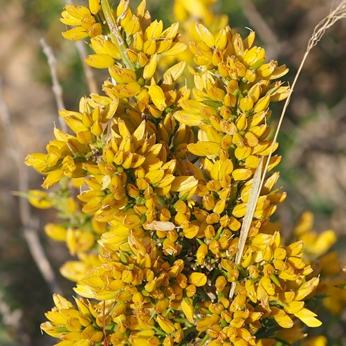 Ulex canescens [L.]on RikenMon's Nature.Guide