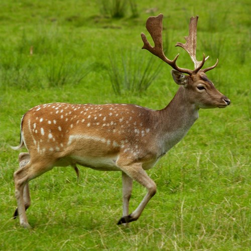 Fallow deeron RikenMon's Nature.Guide