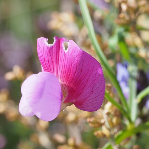 Spanish vetchlingon RikenMon's Nature.Guide