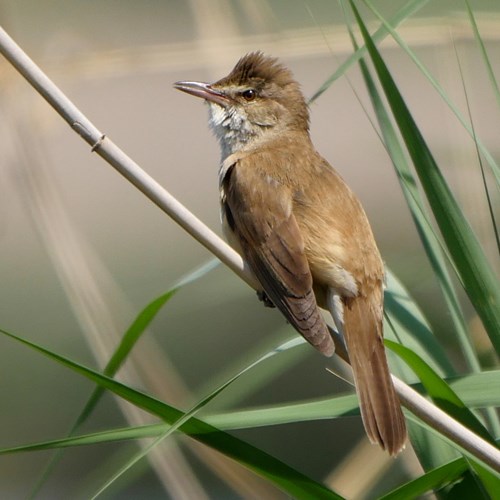 Great reed warbleron RikenMon's Nature.Guide