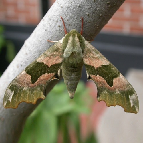 Lime hawk-mothon RikenMon's Nature.Guide