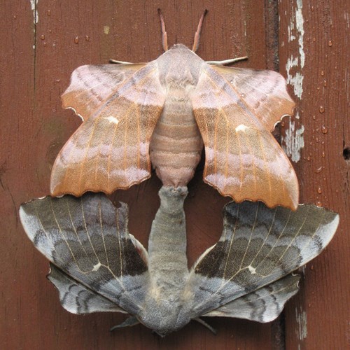 Poplar hawk-mothon RikenMon's Nature.Guide