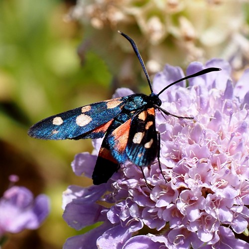Variable burnet mothon RikenMon's Nature.Guide