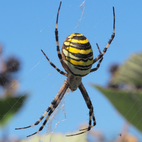 Wasp spideron RikenMon's Nature.Guide