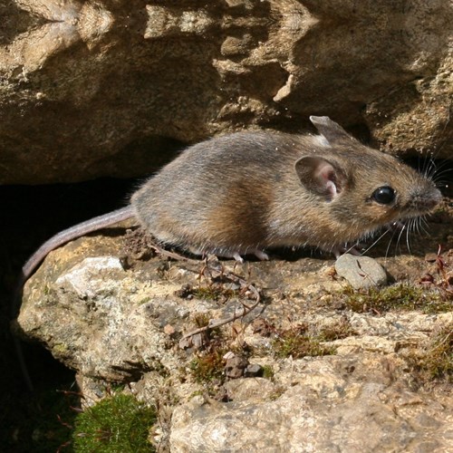 Wood mouseon RikenMon's Nature.Guide
