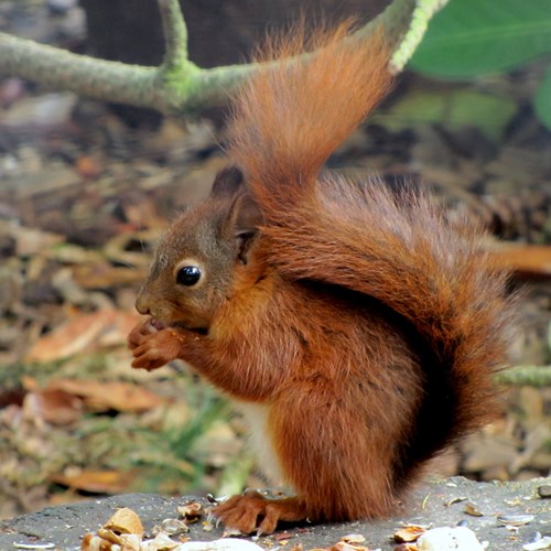 Red squirrelon RikenMon's Nature.Guide