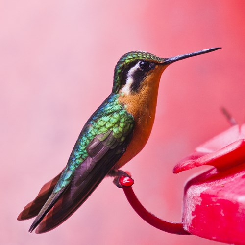 Purple-throated mountain gemon RikenMon's Nature.Guide