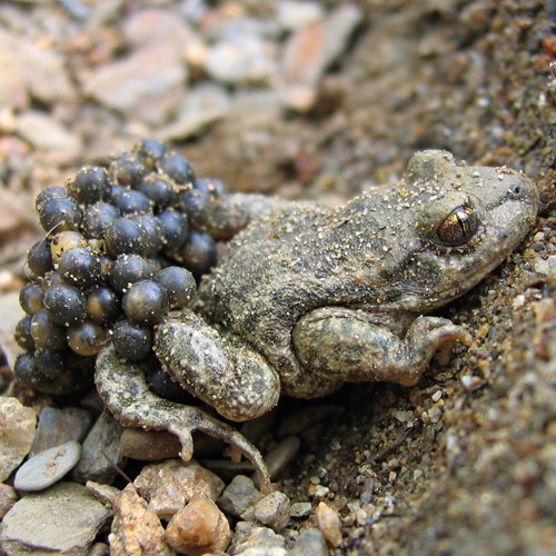 Midwife toadon RikenMon's Nature.Guide