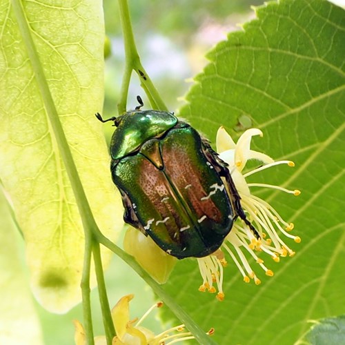 Rose chaferon RikenMon's Nature.Guide