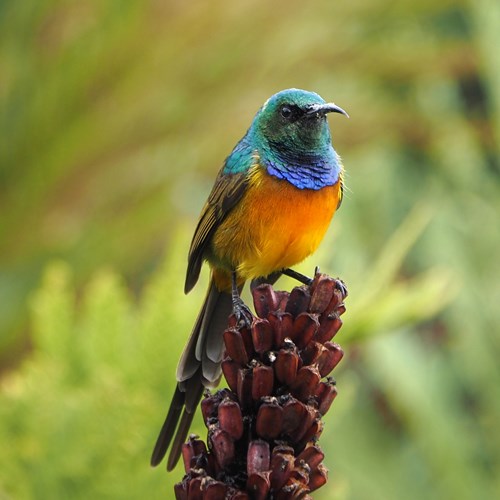 Orange-breasted sunbirdon RikenMon's Nature.Guide