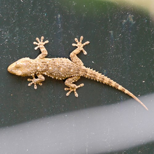 Moorish wall geckoon RikenMon's Nature.Guide