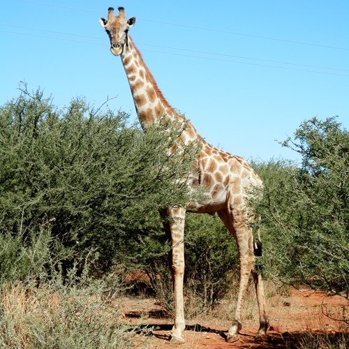 Giraffeon RikenMon's Nature.Guide