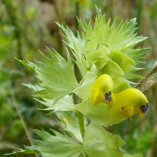 Greater Yellow-rattleon RikenMon's Nature.Guide