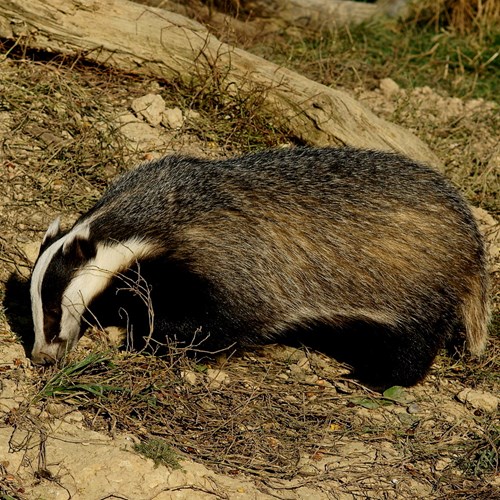 Badgeron RikenMon's Nature.Guide