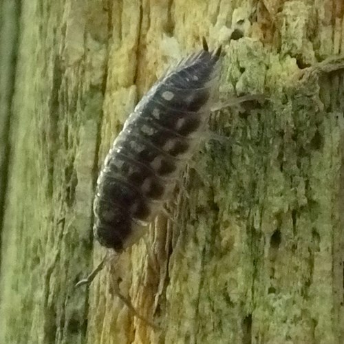 Woodlouseon RikenMon's Nature.Guide