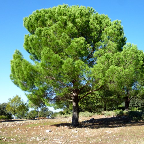 Stone pineon RikenMon's Nature.Guide