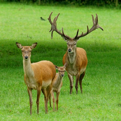Red deeron RikenMon's Nature.Guide