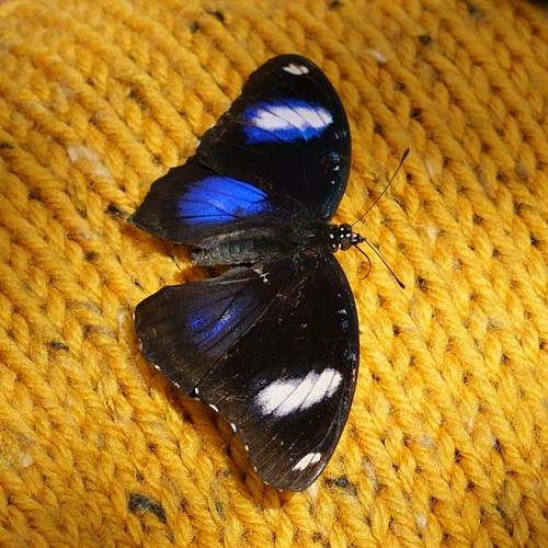 Great Eggflyon RikenMon's Nature.Guide