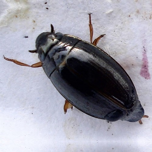 Gyrinus natator [L.]on RikenMon's Nature.Guide