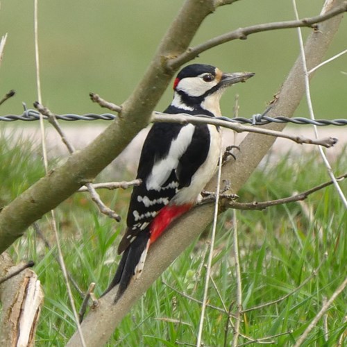 Great spotted woodpeckeron RikenMon's Nature.Guide