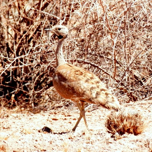 Karoo bustardon RikenMon's Nature.Guide