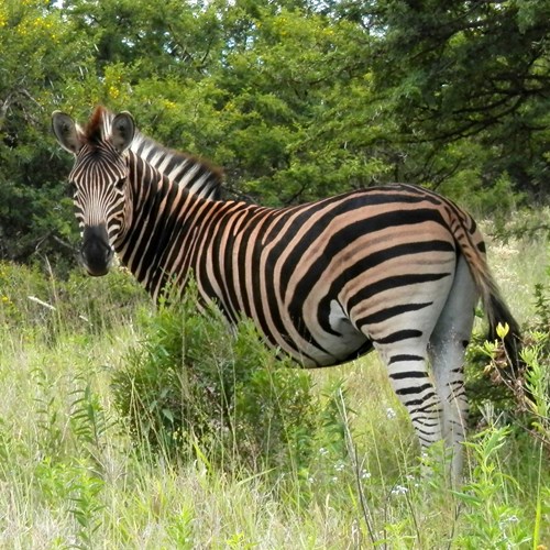 Plains zebraon RikenMon's Nature.Guide