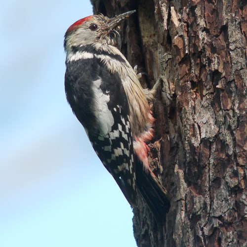 Middle spotted woodpeckeron RikenMon's Nature.Guide