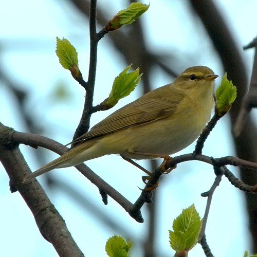 Willow warbleron RikenMon's Nature.Guide