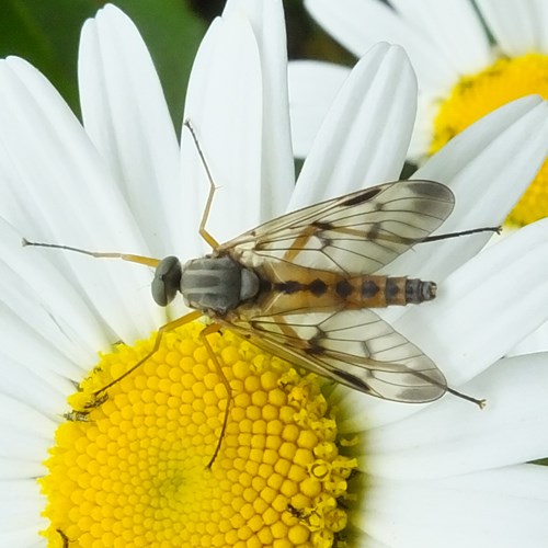 Rhagio scolopaceus [L.]Em Nature.Guide de RikenMon