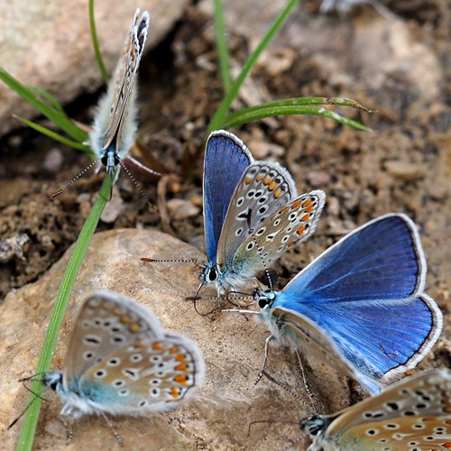 Common blueon RikenMon's Nature.Guide