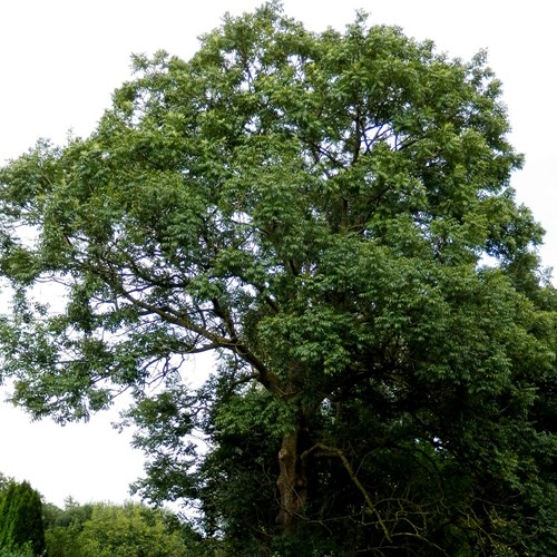 Ashon RikenMon's Nature.Guide