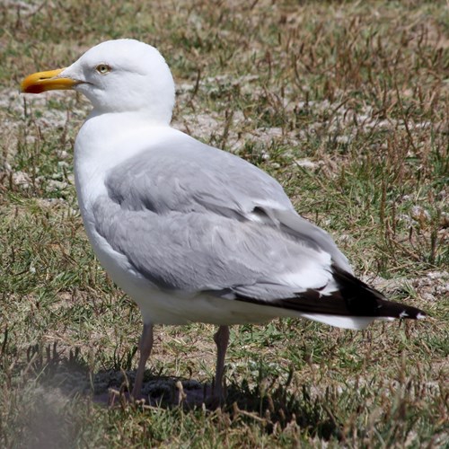 Herring gullon RikenMon's Nature.Guide