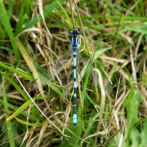 Common blueton RikenMon's Nature.Guide