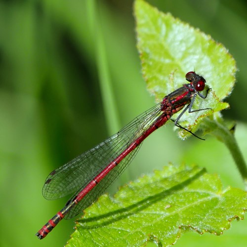 Large Red Damselflyon RikenMon's Nature.Guide
