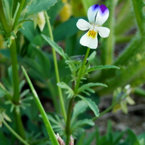 field pansyon RikenMon's Nature.Guide