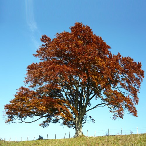 Fagus silvatica [L.]on RikenMon's Nature.Guide