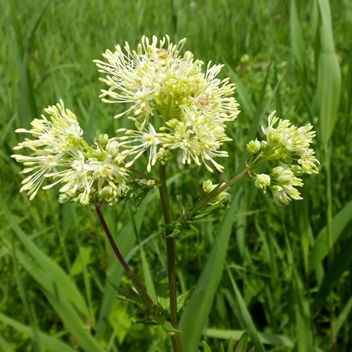 Yellow meadow rueon RikenMon's Nature.Guide