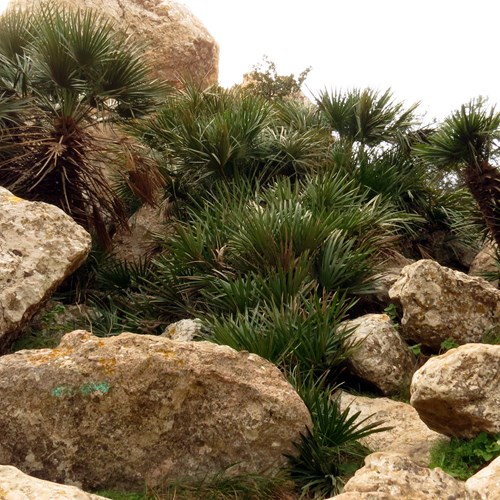 Mediterranean dwarf palmon RikenMon's Nature.Guide