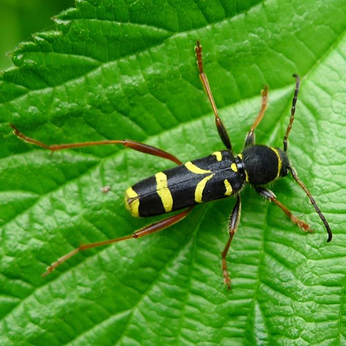 Wasp beetleon RikenMon's Nature.Guide