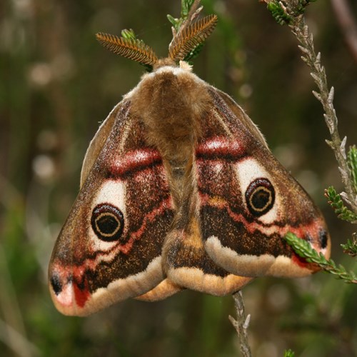 Small emperor mothon RikenMon's Nature.Guide