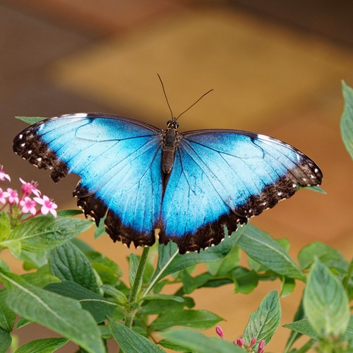 Peleides Blue Morphoon RikenMon's Nature.Guide