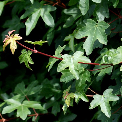 Field mapleon RikenMon's Nature.Guide