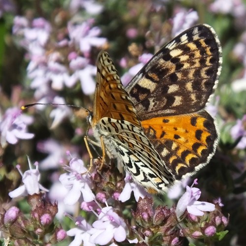 Spotted fritillaryon RikenMon's Nature.Guide