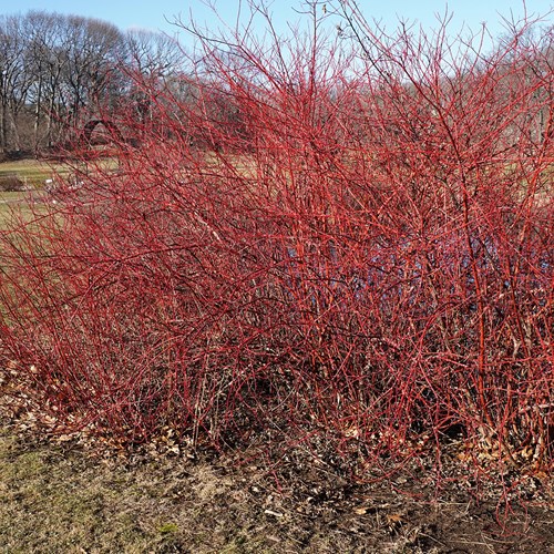 Dogwoodon RikenMon's Nature.Guide
