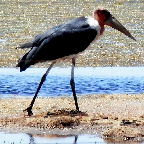 Marabou storkon RikenMon's Nature.Guide